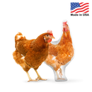 Custom Chicken Pillow