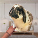 Custom Animal Pillow